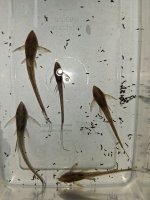 Steuriosoma Aureum